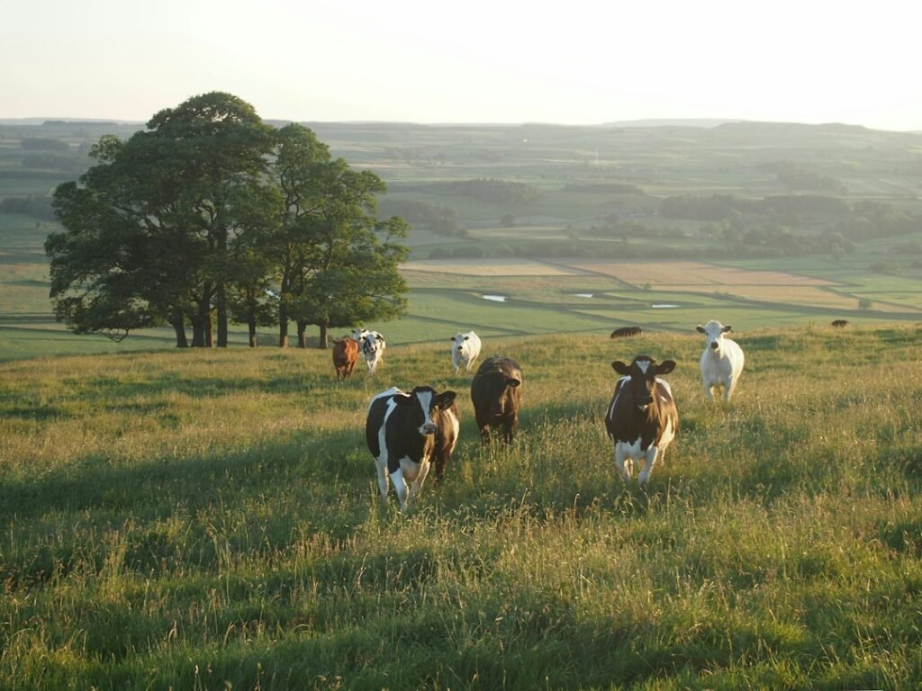 Almarai red meat entry – herd of cattle on farmland